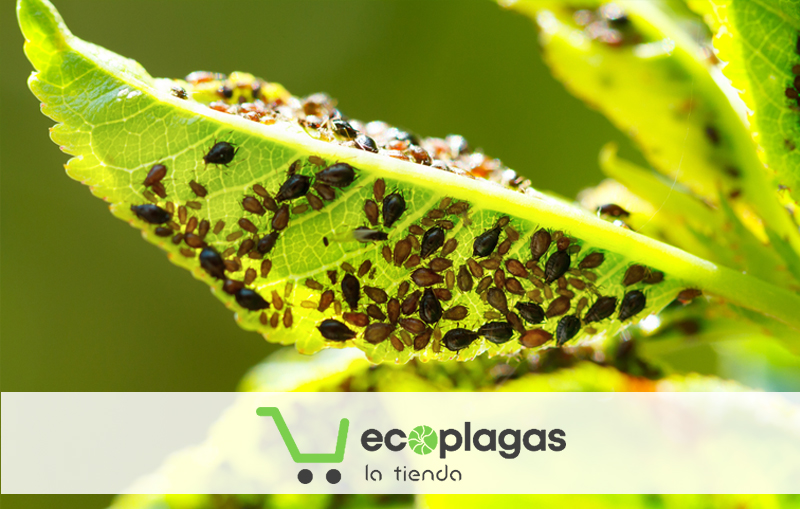 Descubre nuestra tienda online de productos para el control de plagas