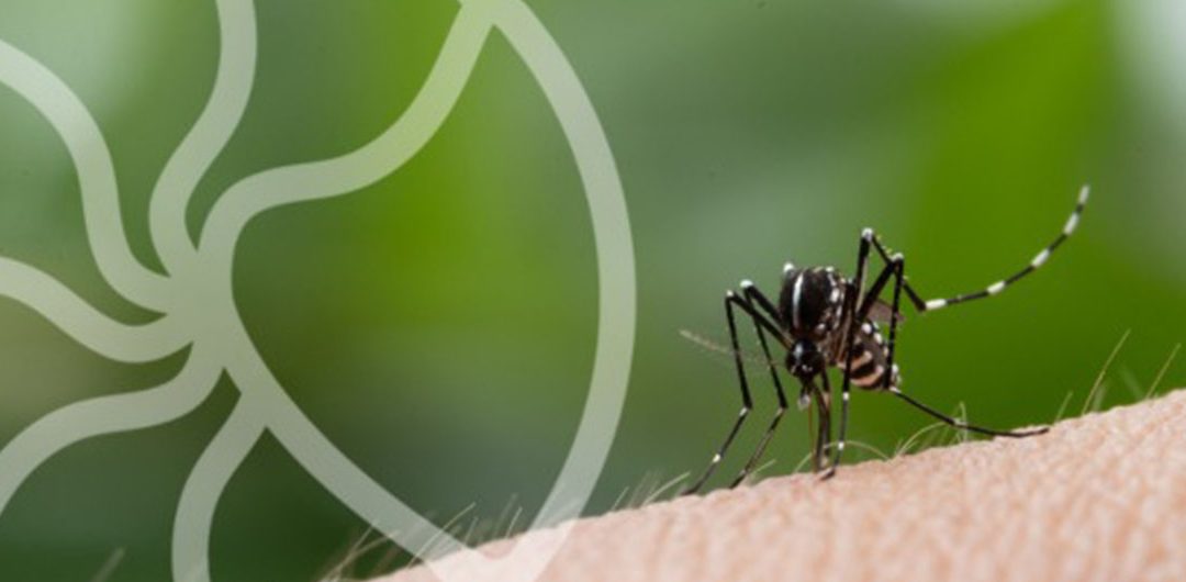 PREVENCIÓN Y MÉTODOS DE CONTROL PARA MOSQUITOS