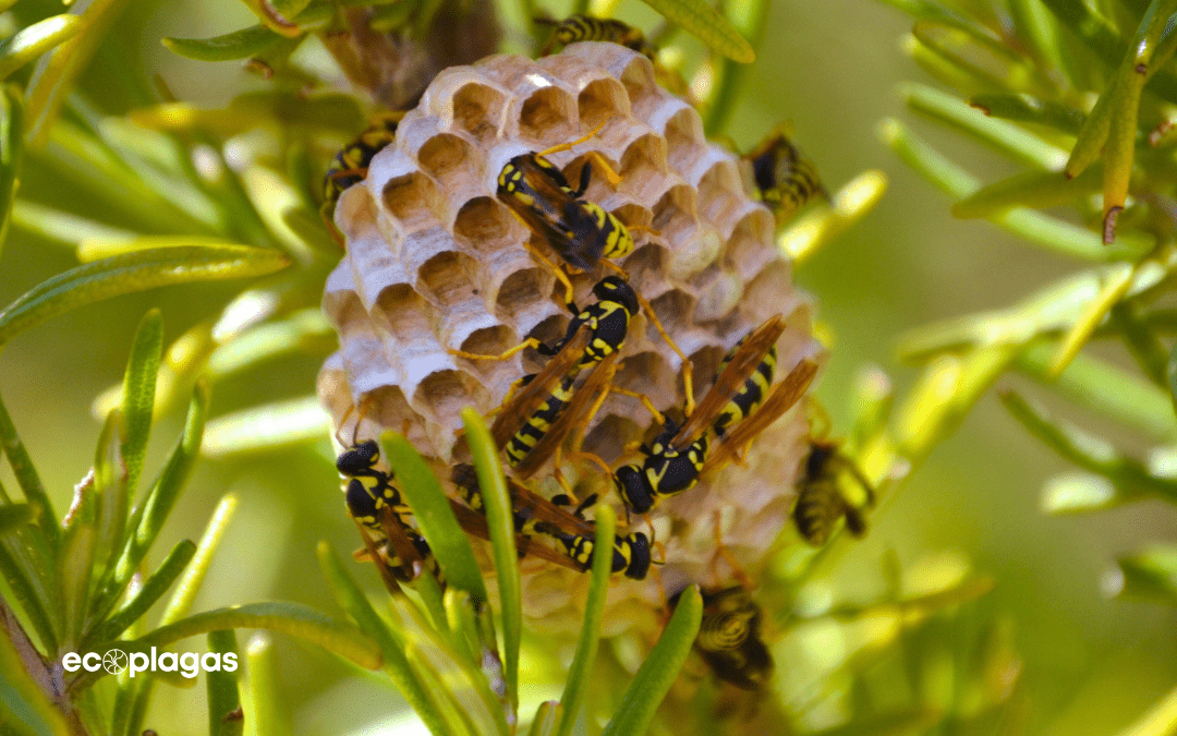 enjambre de abejas
