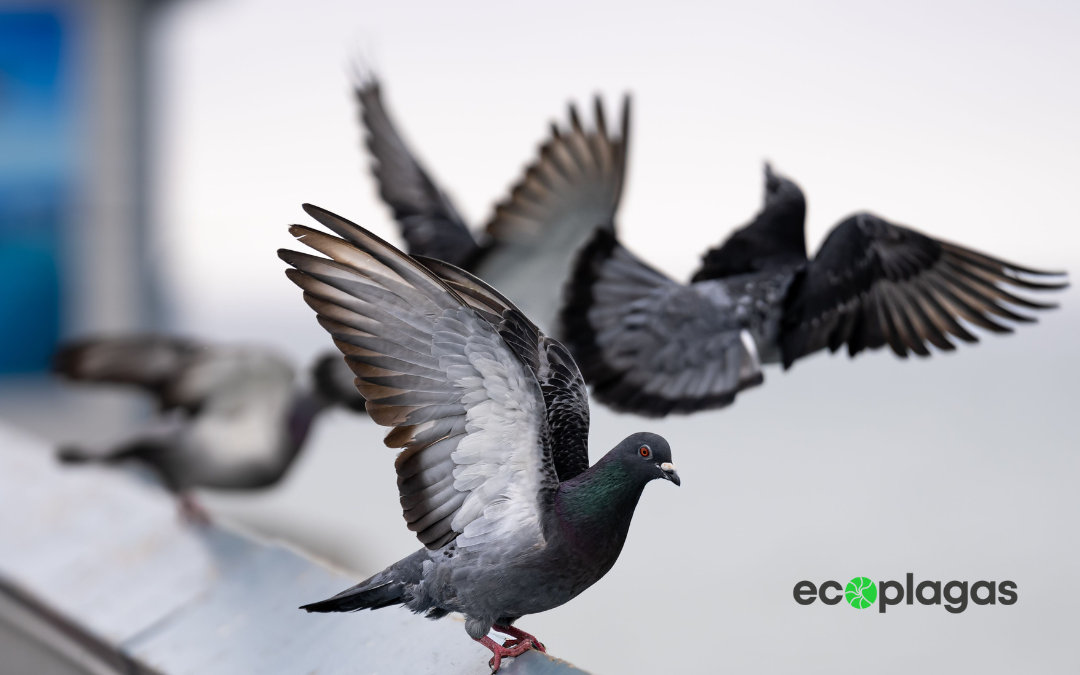 Palomas y edificios: daños, riesgos y soluciones