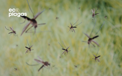 Mosquitos más comunes en España: especies, riesgos y cómo identificarlos en 2026