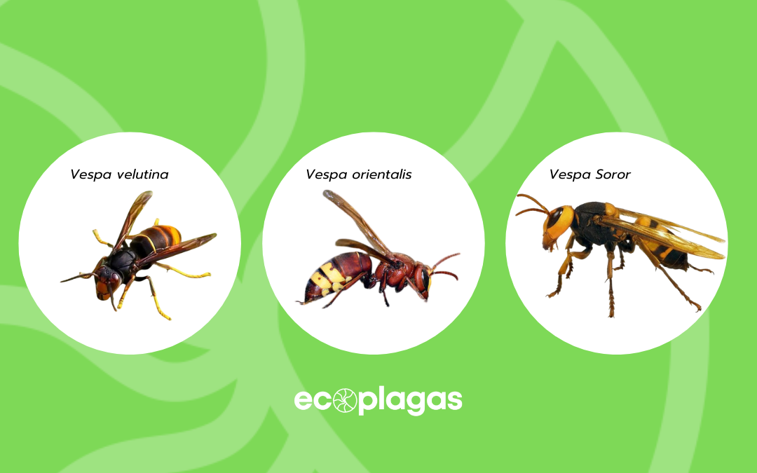 clases de avispas en la comunidad valenciana
