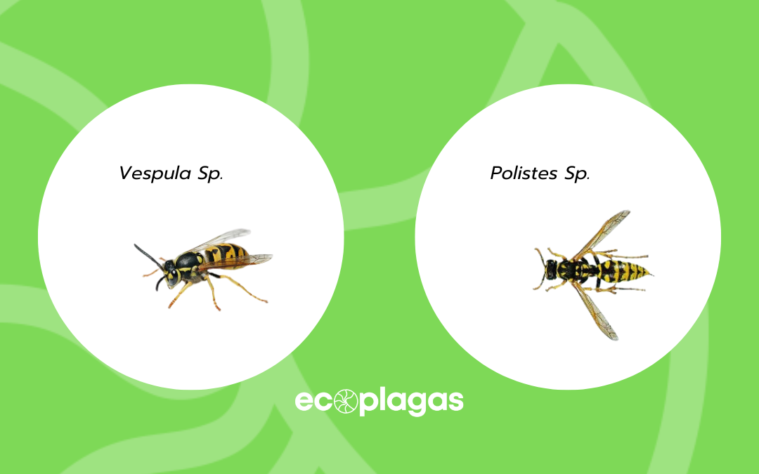 clases de avispas en la comunidad valenciana
