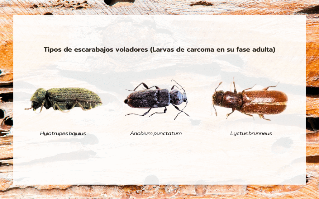eliminar-la-carcoma-c-mo-proteger-madera-y-muebles