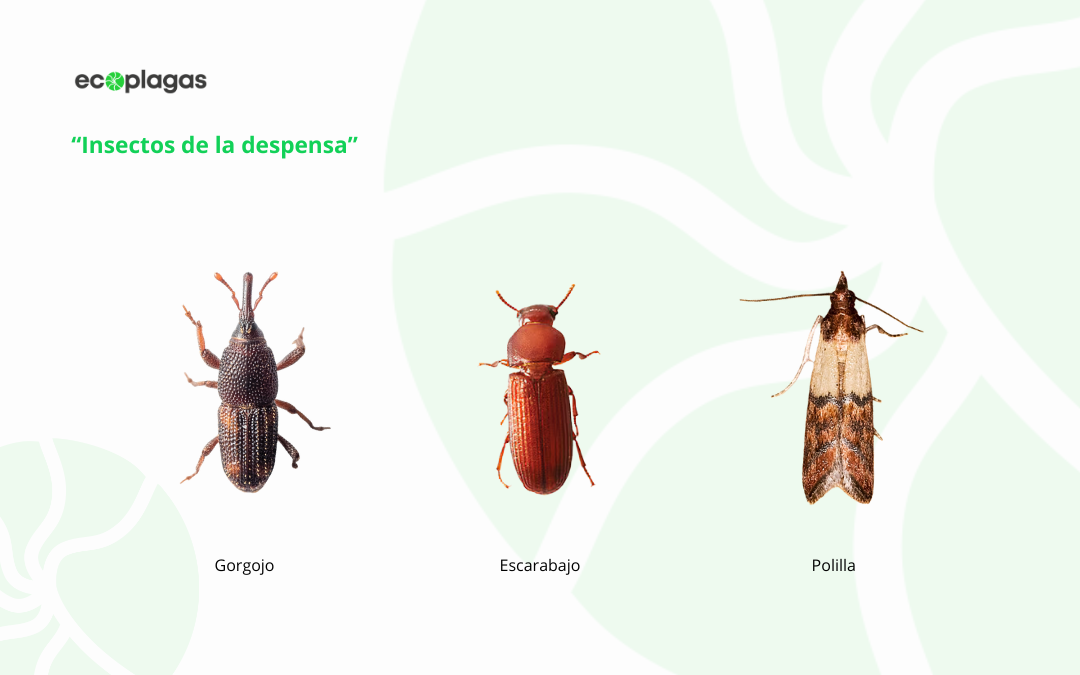 plagas de producto almacenado