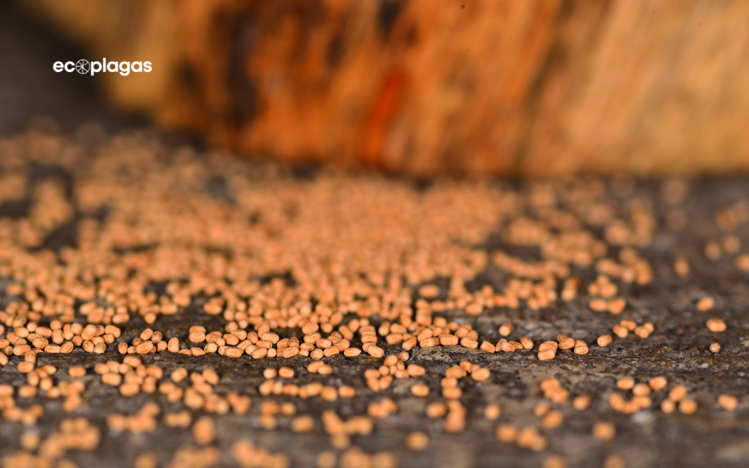 Termitas de la madera seca: detección y tratamiento<br />
