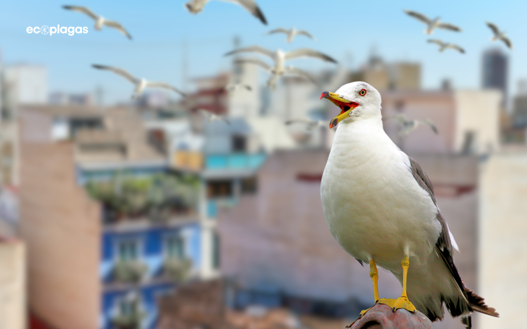 Plaga de gaviotas: Actúa a tiempo para evitar su agresividad