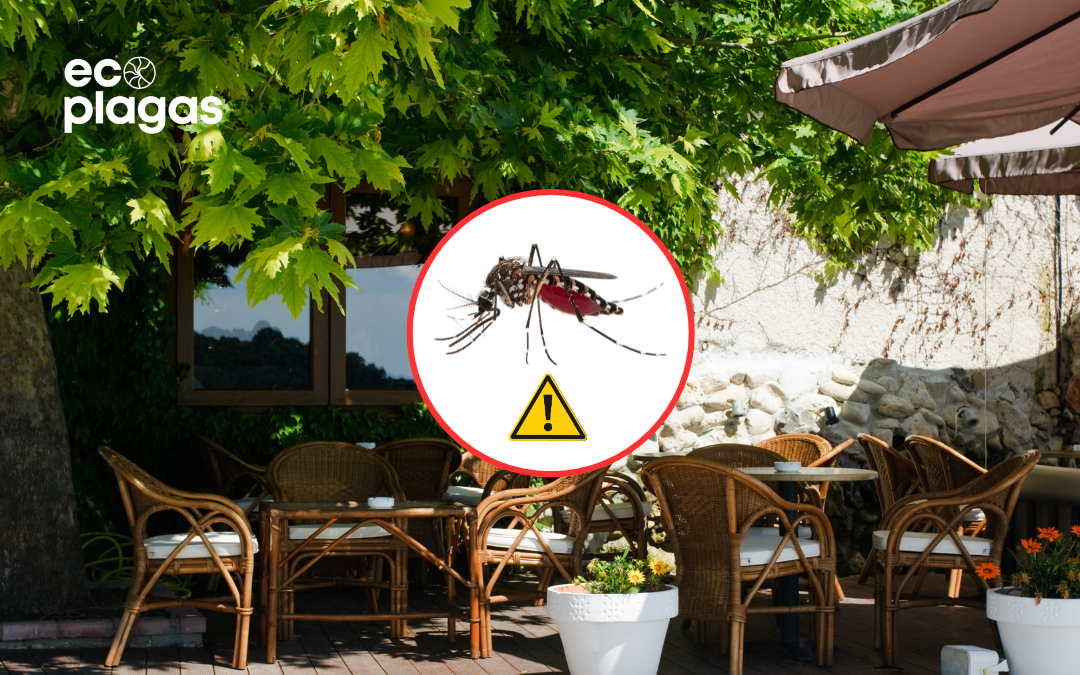 Gestión integral de plaga de mosquitos en terrazas de hostelería: Cómo proteger la experiencia de tus clientes en 2026