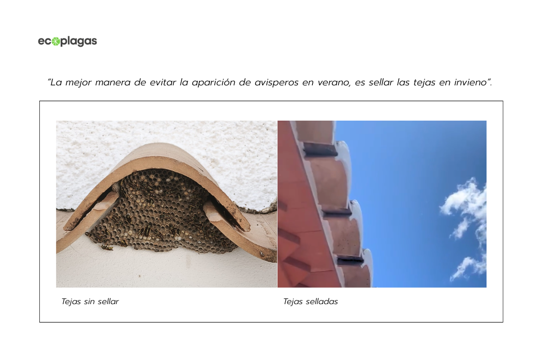Por qué la prevención y la gestión anual de plagas ganan siempre al tratamiento puntual